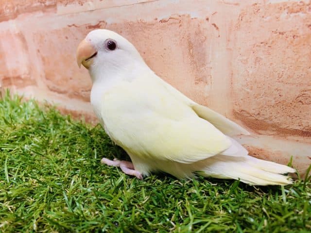 コザクラインコ（小桜インコ）