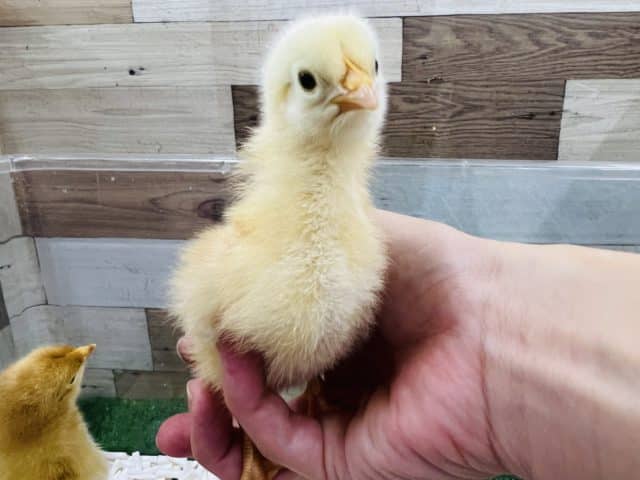 ボリスブラウン