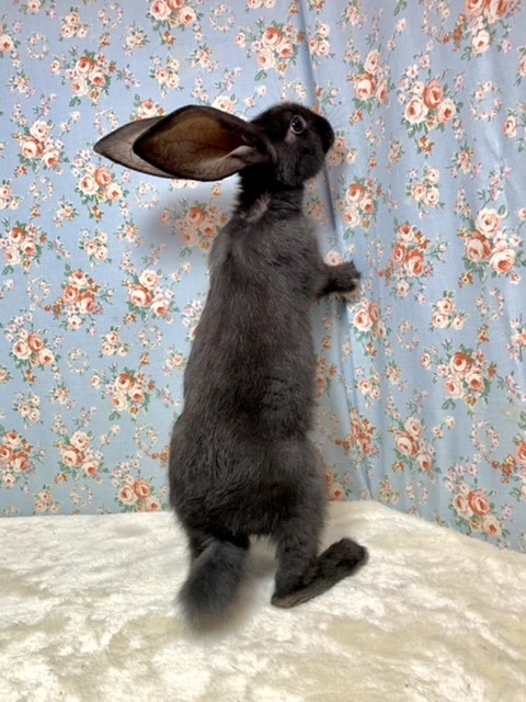 フレミッシュジャイアント