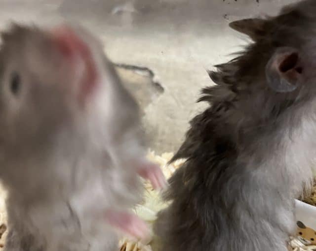 長毛カラーハムスター