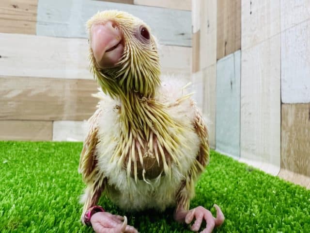 サザナミインコ