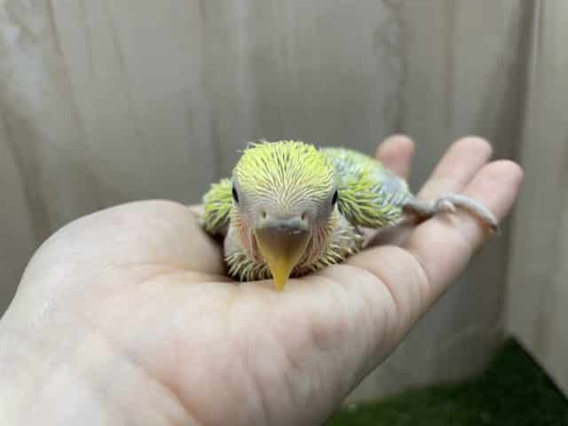 コザクラインコ（小桜インコ）