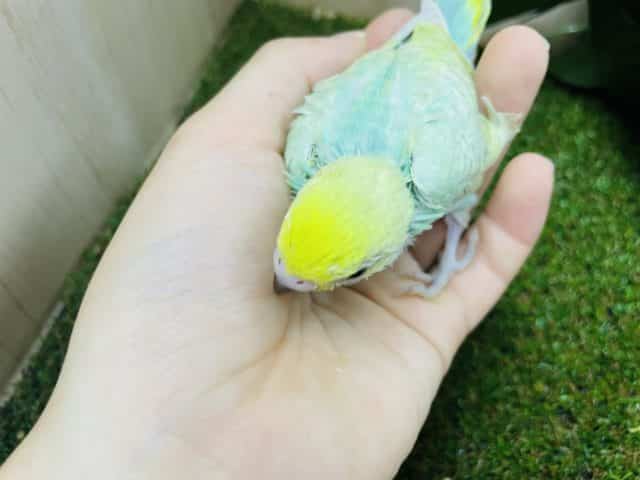 セキセイインコ