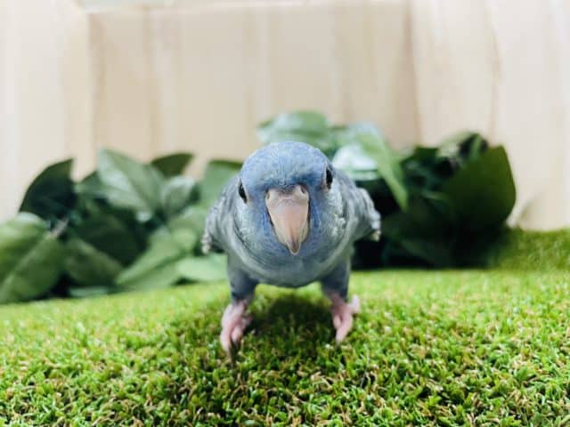 サザナミインコ