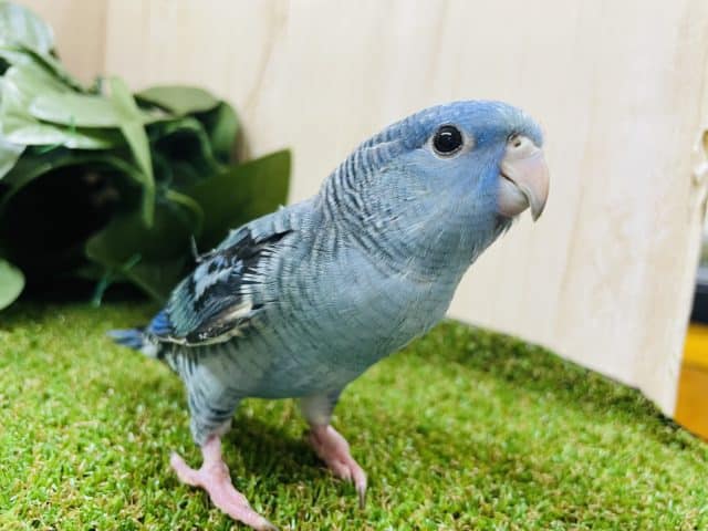 サザナミインコ