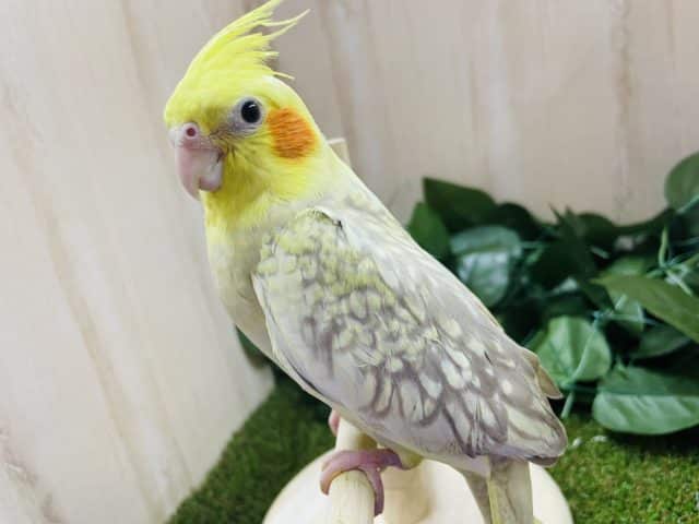 オカメインコ