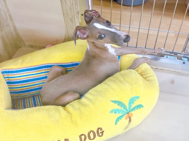 イタリアングレーハウンド