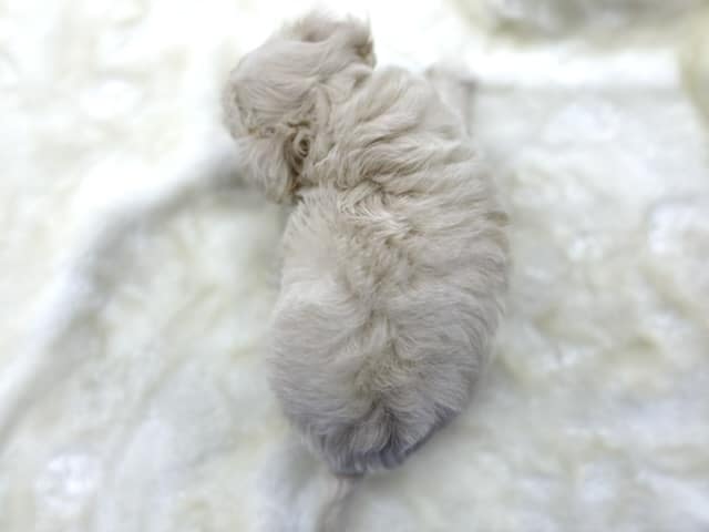 甘えんぼチワプーくん♡2022年6月5日生まれ 男の子 チワプー