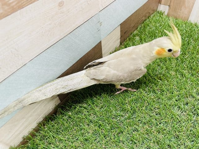 オカメインコ