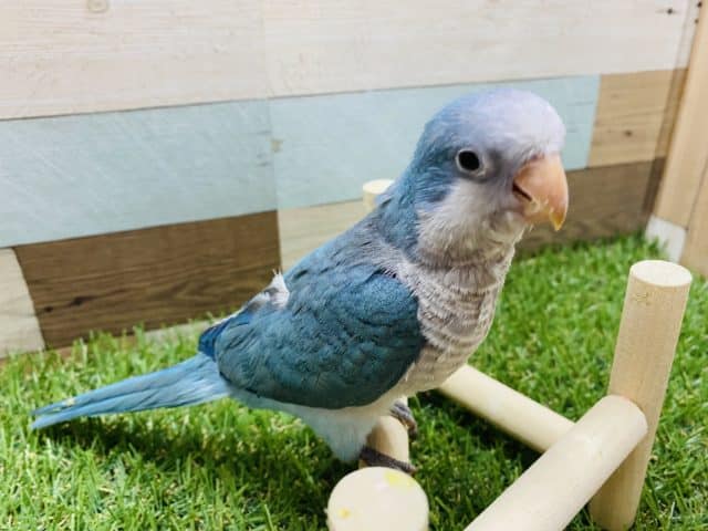 オキナインコ