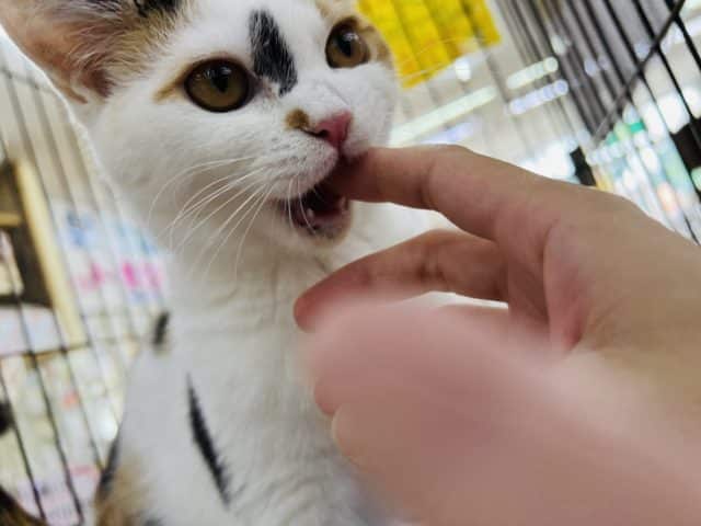 スコティッシュフォールド