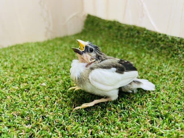 十姉妹（ジュウシマツ）