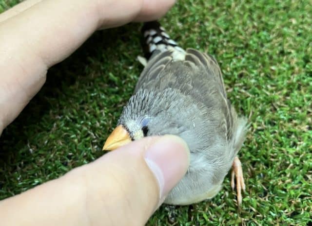 錦花鳥（キンカチョウ）
