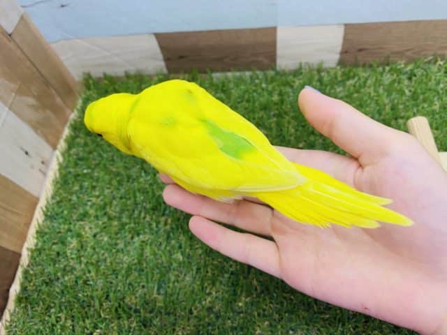 セキセイインコ
