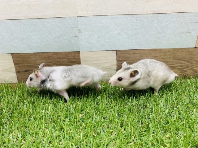 ゴールデンハムスター