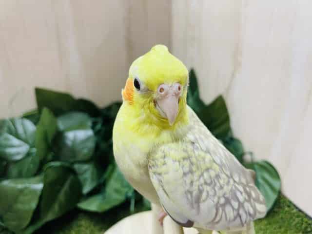 オカメインコ