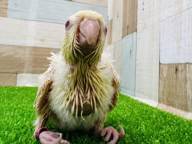 サザナミインコ