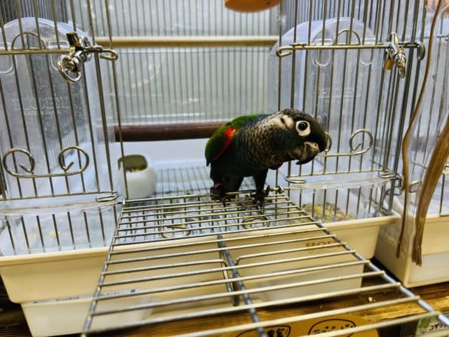 アオシンジュウロコインコ　