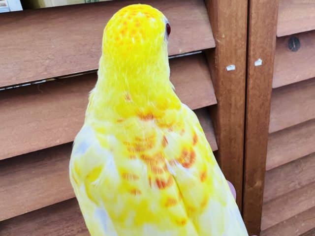 ビセイインコ（美声インコ）