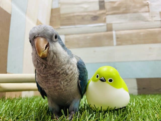 オキナインコ