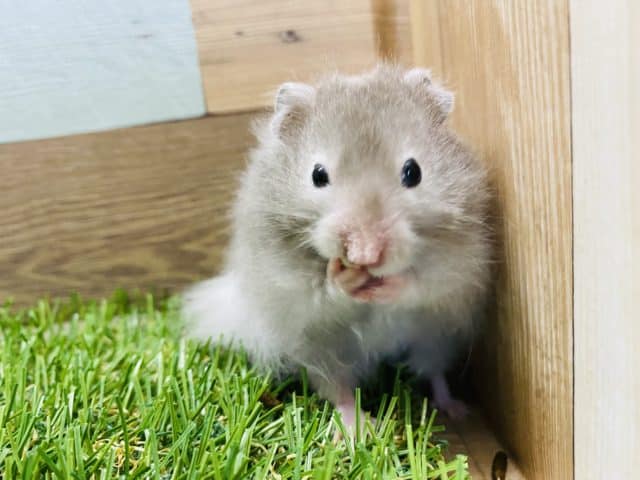 白い縁取り!!人気の高いセーブルハムスター男の子やって来ました♪ ゴールデンハムスター