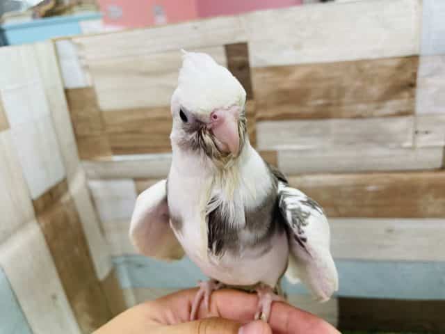 オカメインコ