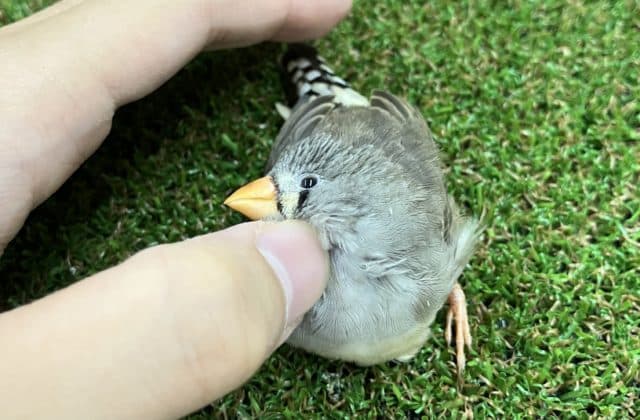 錦花鳥（キンカチョウ）