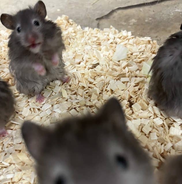 長毛カラーハムスター