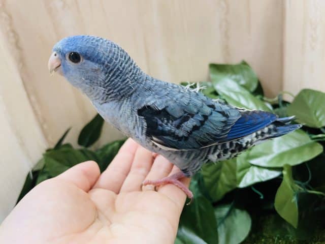 サザナミインコ