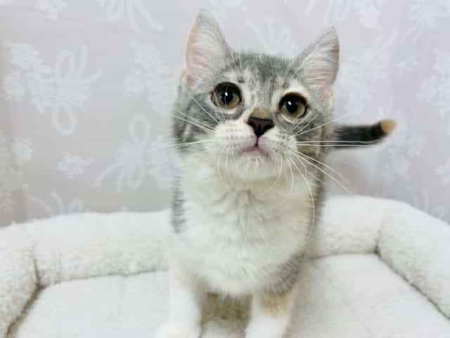 アメリカンカール