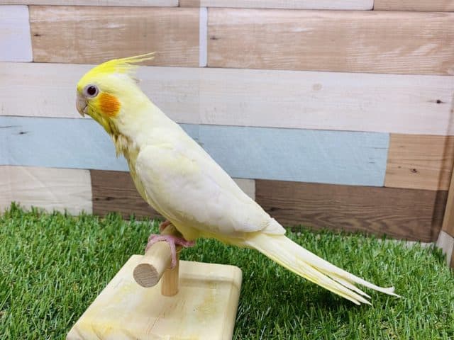 オカメインコ