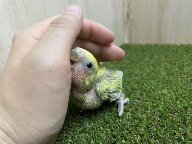 コザクラインコ（小桜インコ）