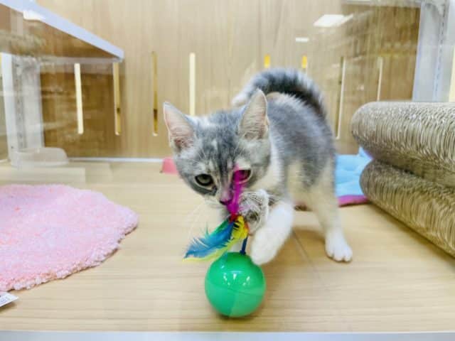 アメリカンカール