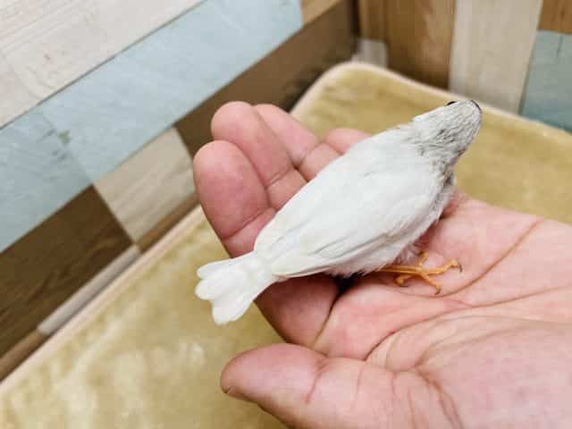 錦花鳥（キンカチョウ）