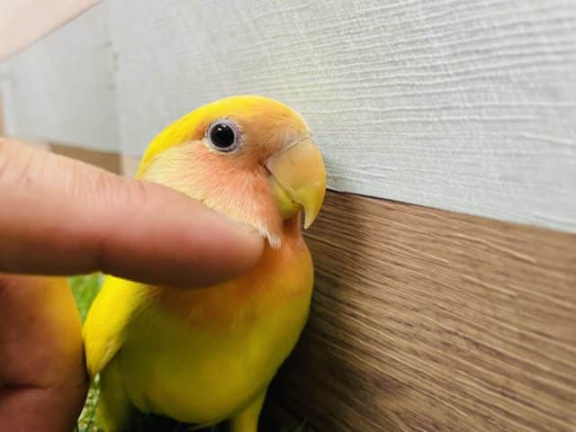 コザクラインコ（小桜インコ）