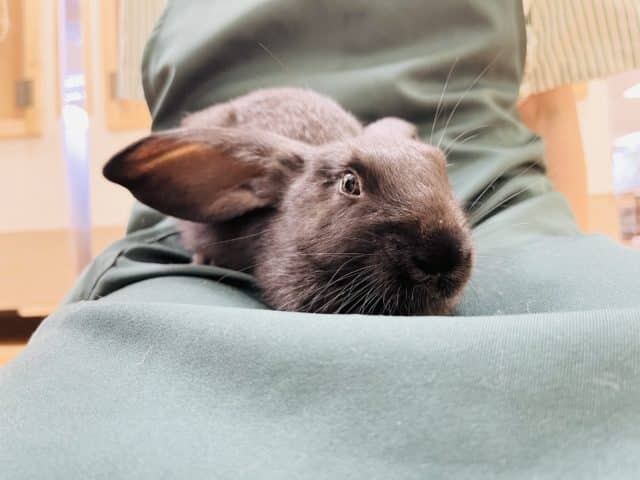 フレミッシュジャイアント