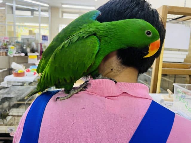 オオハナインコ