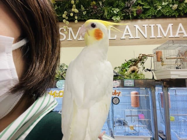 オカメインコ