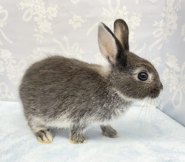 ネザーランドドワーフ