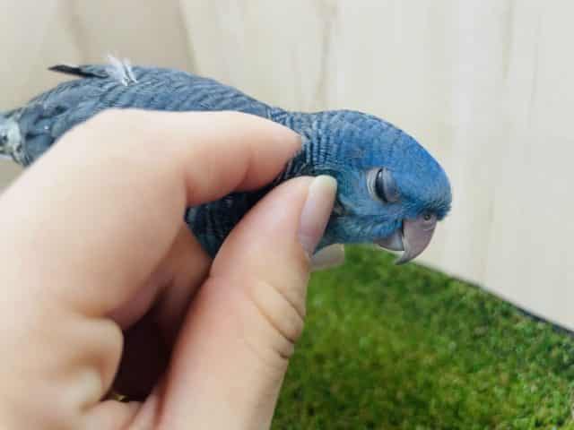 サザナミインコ