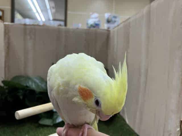 オカメインコ