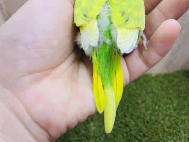 セキセイインコ