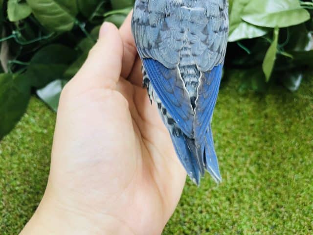 サザナミインコ