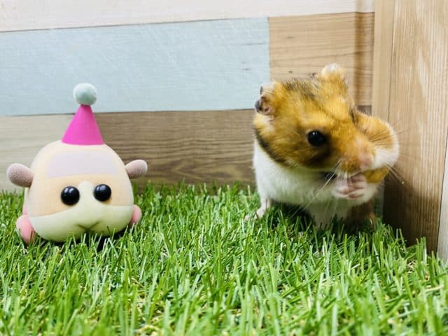 ゴールデンハムスター