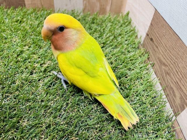 コザクラインコ（小桜インコ）