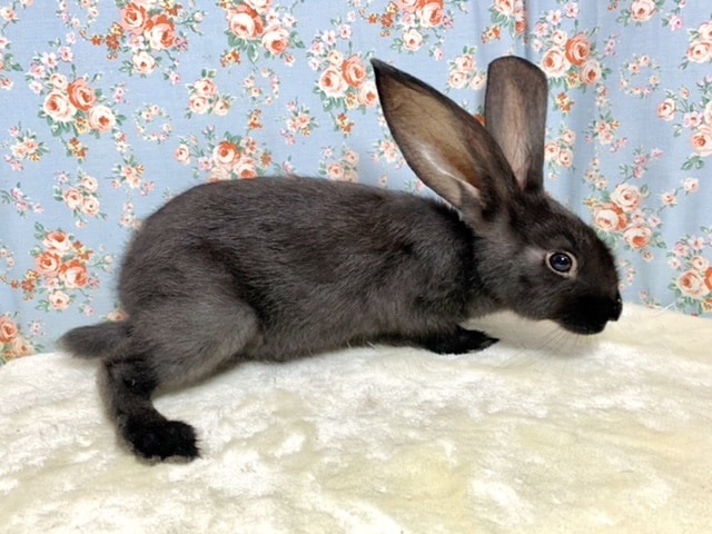 フレミッシュジャイアント