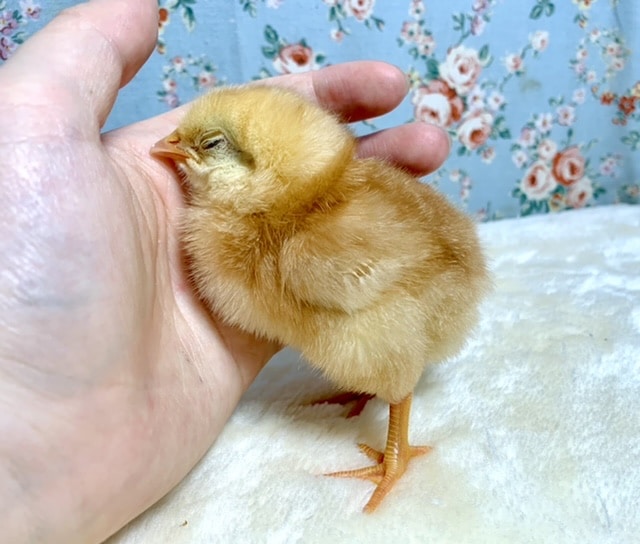 ボリスブラウン