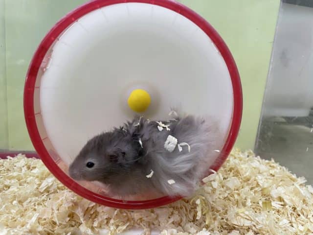 長毛カラーハムスター