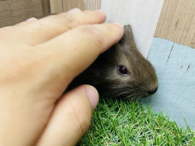 イングリッシュモルモット