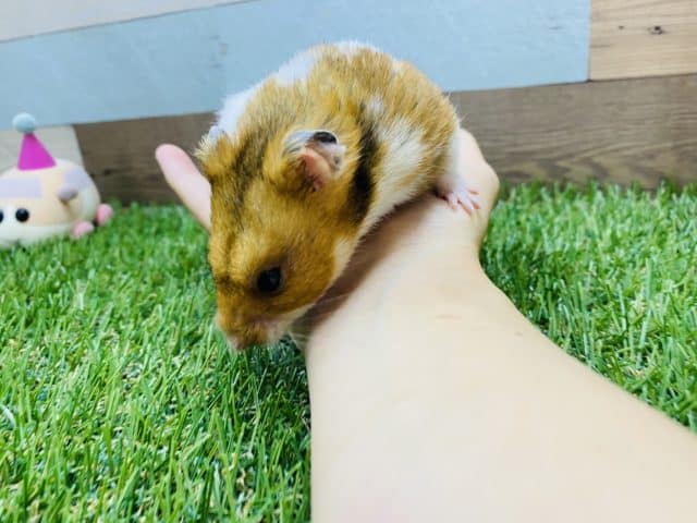 ゴールデンハムスター